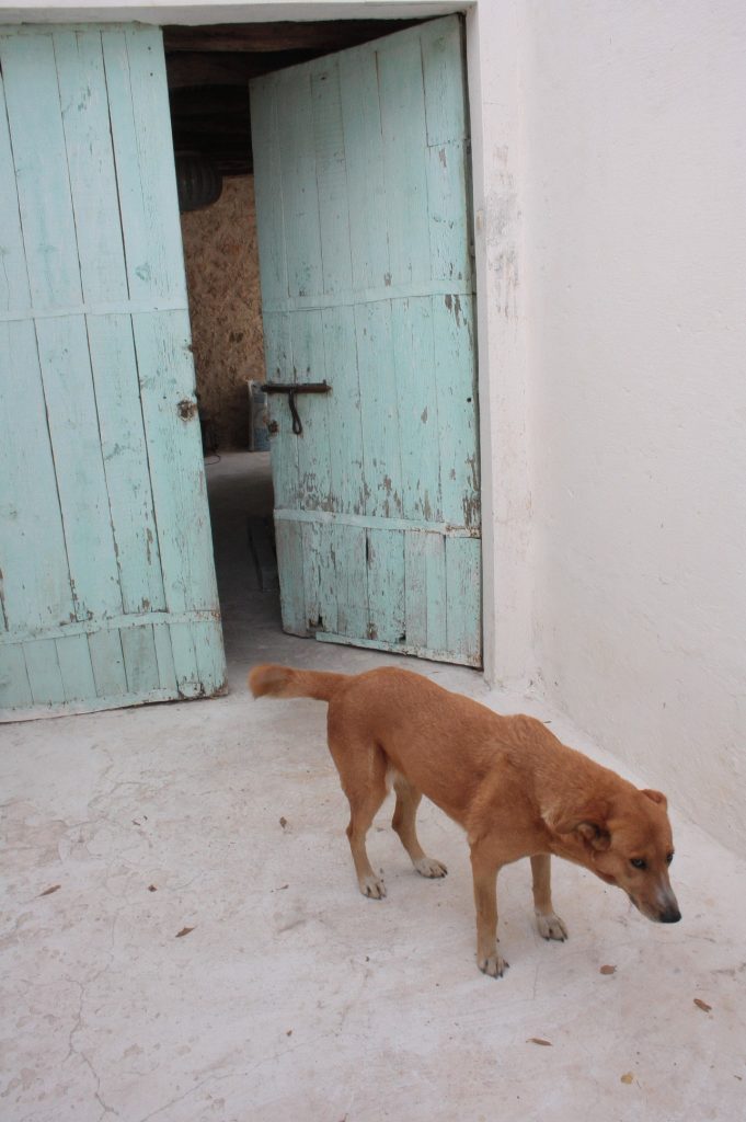 Tessa e la sua famiglia animale