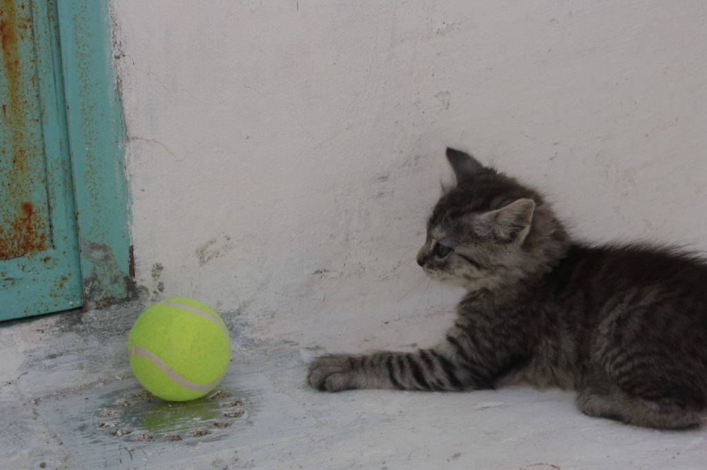 Tessa e la sua famiglia animale