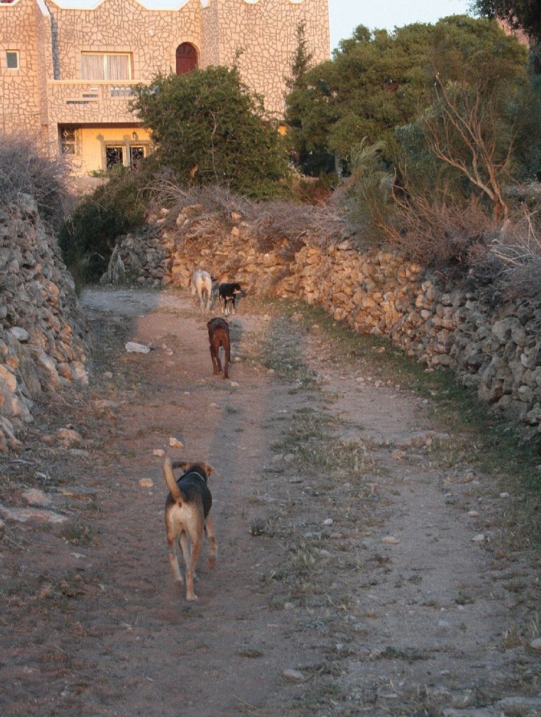 Tessa e la sua famiglia animale