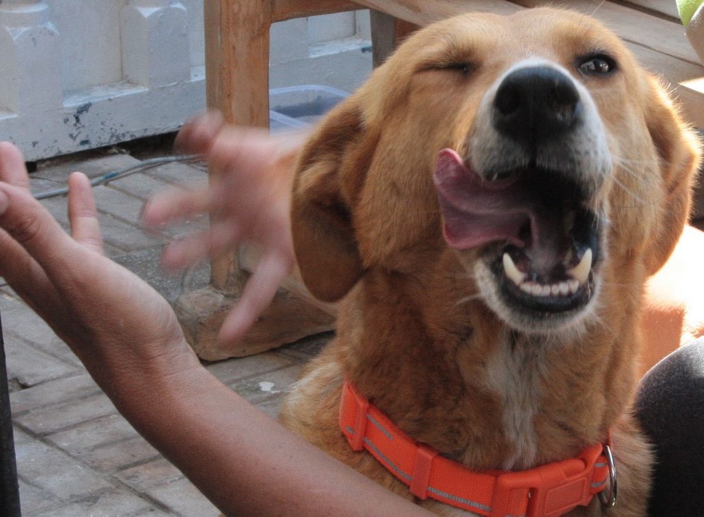 Tessa e la sua famiglia animale