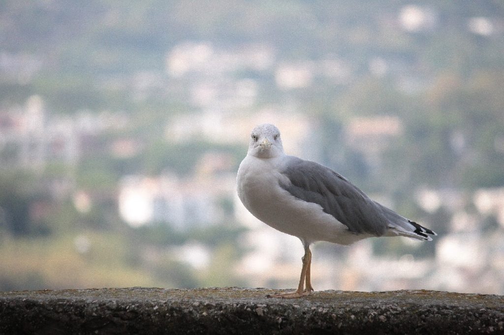chia-e-il-Castello-Aragonese