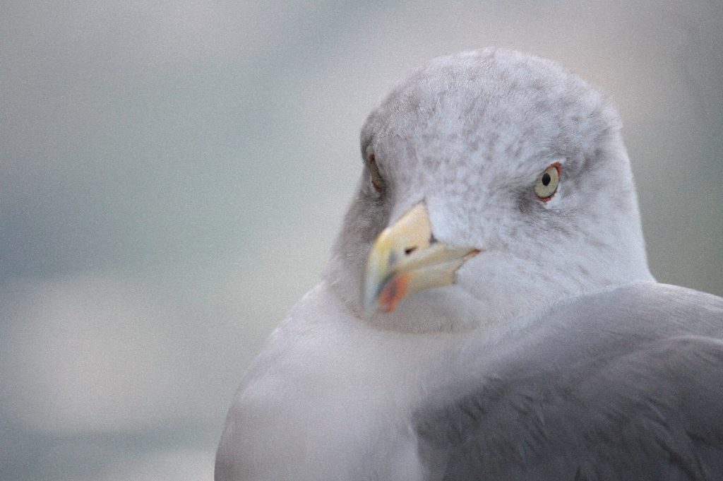 chia-e-il-Castello-Aragonese