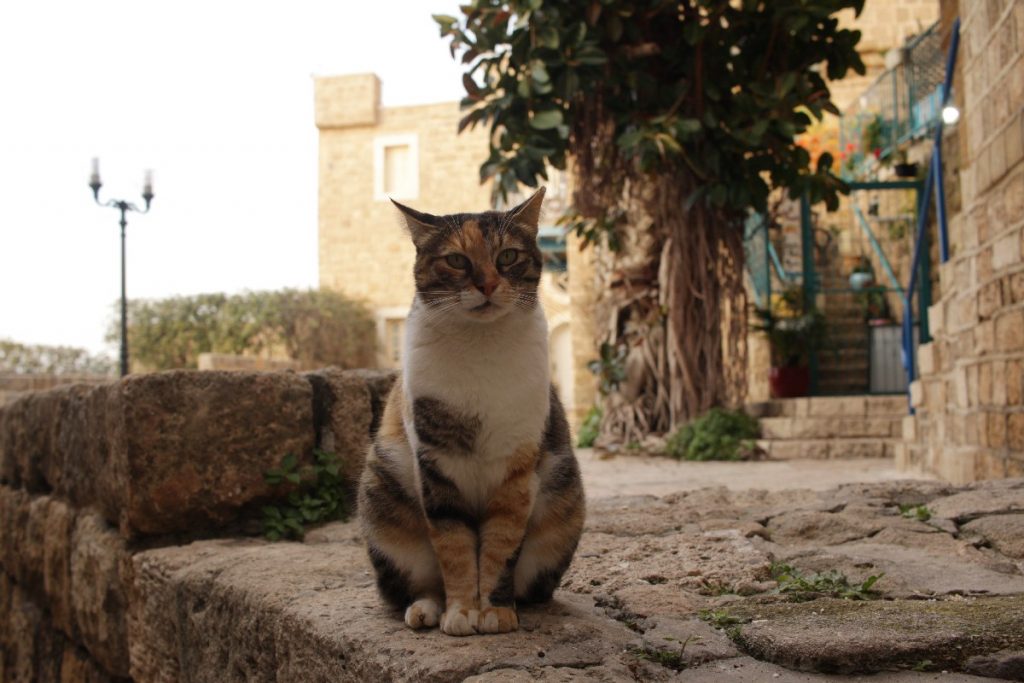 Jaffa - il - cuore - antico - di - Tel - Aviv Jaffa - il - cuore - antico - di - Tel - Aviv