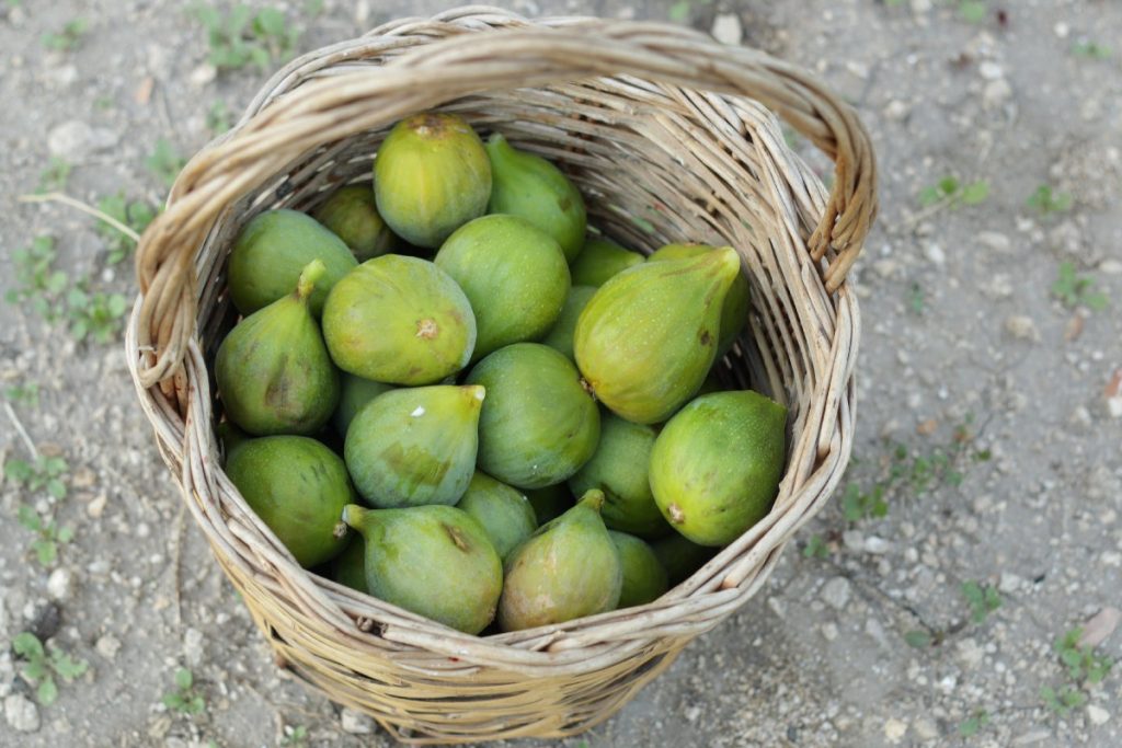 Viaggio - fotografico - fra - Murge - e - Matera