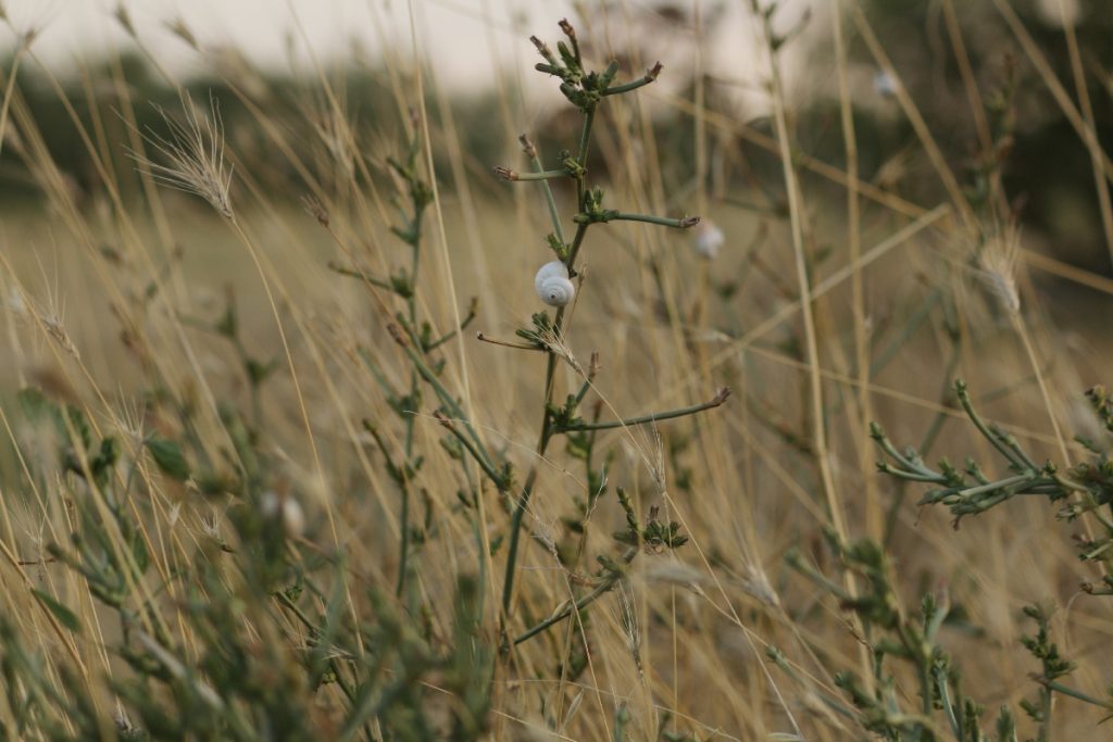 Viaggio - fotografico - fra - Murge - e - Matera