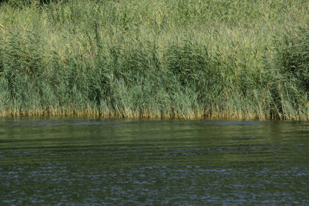 Stern - und - Kreis - crociera - laghi - Berlino