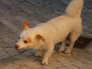 Press-tour-Monti_Dauni-Candela